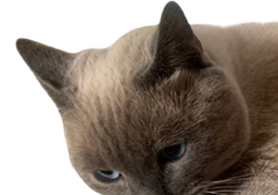 :chat_geant1: