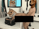 :Chien_encule_chat: