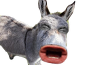 :ane: