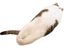 :Challonge: