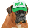:Boxer: