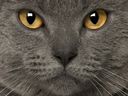 :CatZoom: