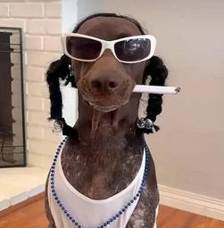 :snoopdoggydog: