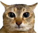 :chat_conzentrazion: