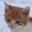 Photo de profil de ChatonTaciturne