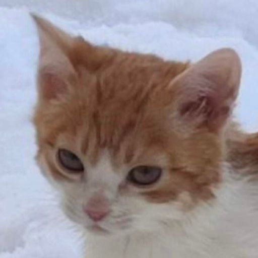 ChatonTaciturne