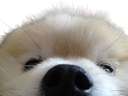 :doggo_sniff: