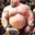 Photo de profil de ForumMuscu