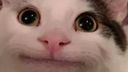 :jouhnchat:
