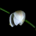 Floraison