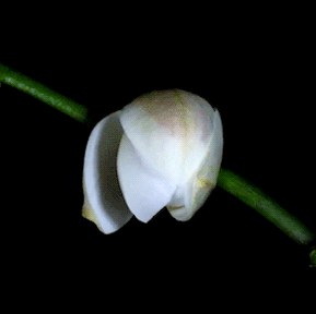 Floraison