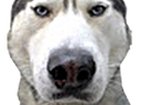 :husky: