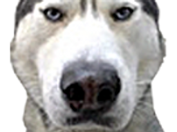 :husky: