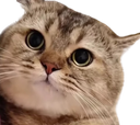 :Chat_mimi: