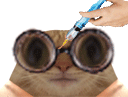 :chat_lunette_vaccin: