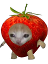 :Chat_fraise:
