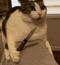 :CHAT_COUTEAU: