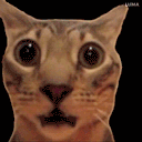 :catroar: