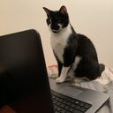 Chat_Lubrique