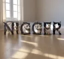 :chat_nigger__noir: