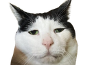 :chat_vieux: