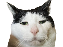 :chat_vieux: