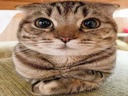 :chathautin: