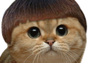 :chat_cheveux: