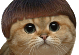 :chat_cheveux: