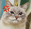 :chatangry: