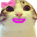 :chat_marrant_fille: