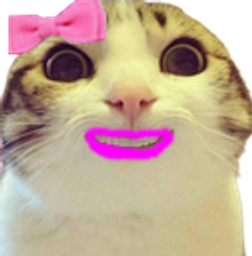 :chat_marrant_fille: