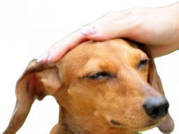 :chien_caresse_zoom: