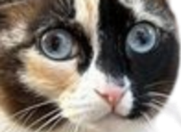 :chat-carton-zoom: