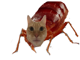 :chat_punaise: