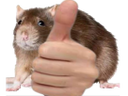 :rat_ok: