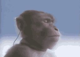 :Singe_mp3: