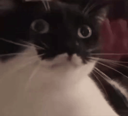 :Chat_fesse: