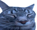 :cs_honte: