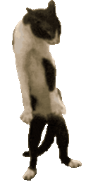 :Chat_venere_danse: