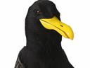 :Goeland-noir: