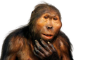 :Singechokbar: