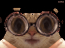 :Chat_lunette_mange: