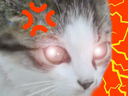 :chaton_vener: