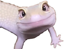 :lezard_mignon: