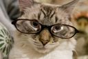 :chat_lunettes_4: