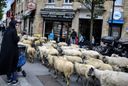 :moutons_transhumance: