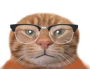 :chatlunette1: