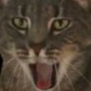 :Chat_surpris_wtf: