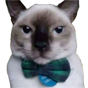 :chat_papillon: